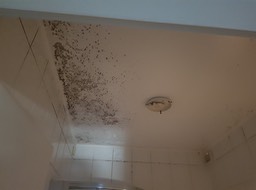 schimmeln50071007697_6dd82001a7_k